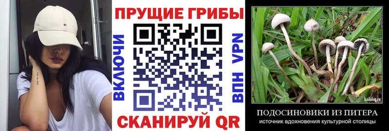 мега ССЫЛКА  Коркино  Псилоцибиновые грибы мицелий 