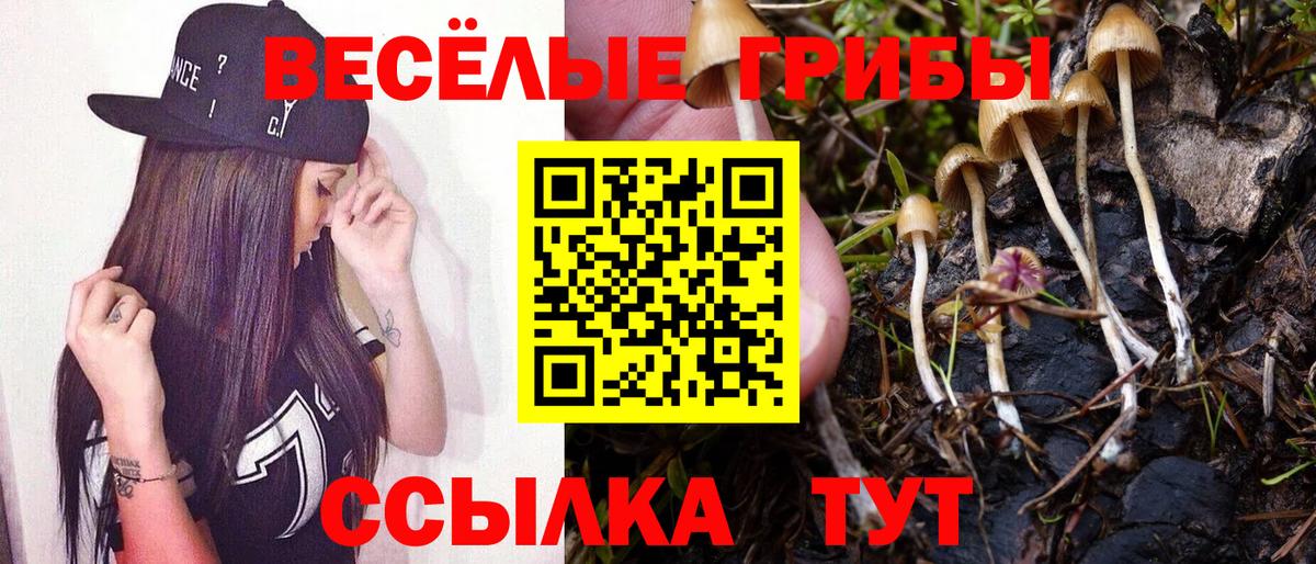 Псилоцибиновые грибы Psilocybe Коркино